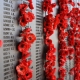 Photo of commemorative red poppies on war memorial wall
